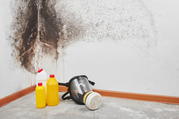 Best Attic Mold Removal  in Colfax, IA