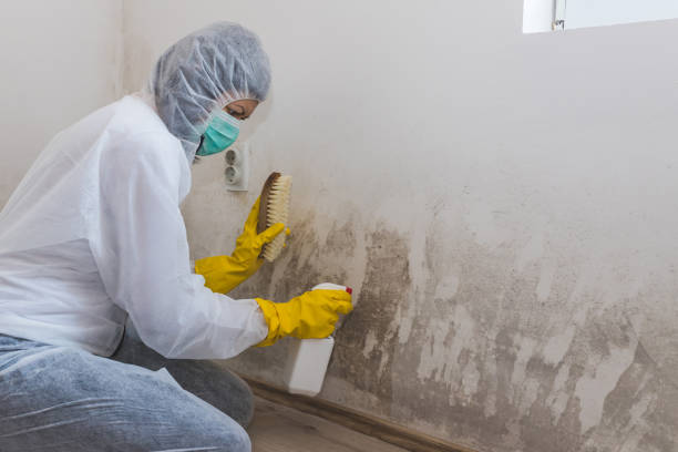 Best Mold Inspection  in Colfax, IA