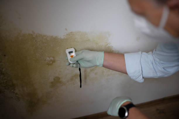 Best Professional Mold Removal  in Colfax, IA